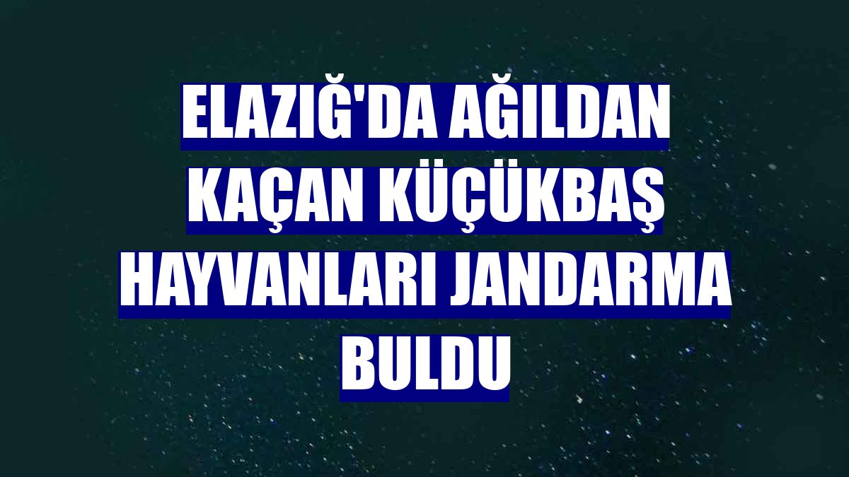 Elazığ'da ağıldan kaçan küçükbaş hayvanları jandarma buldu