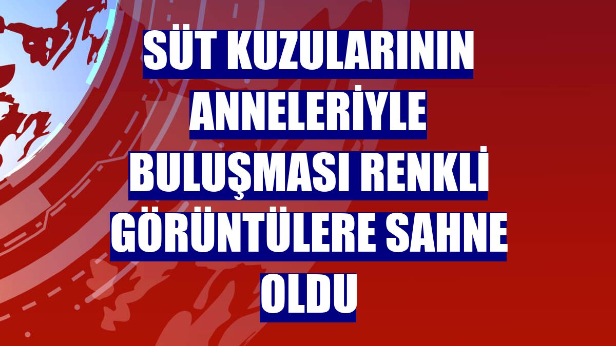 Süt kuzularının anneleriyle buluşması renkli görüntülere sahne oldu