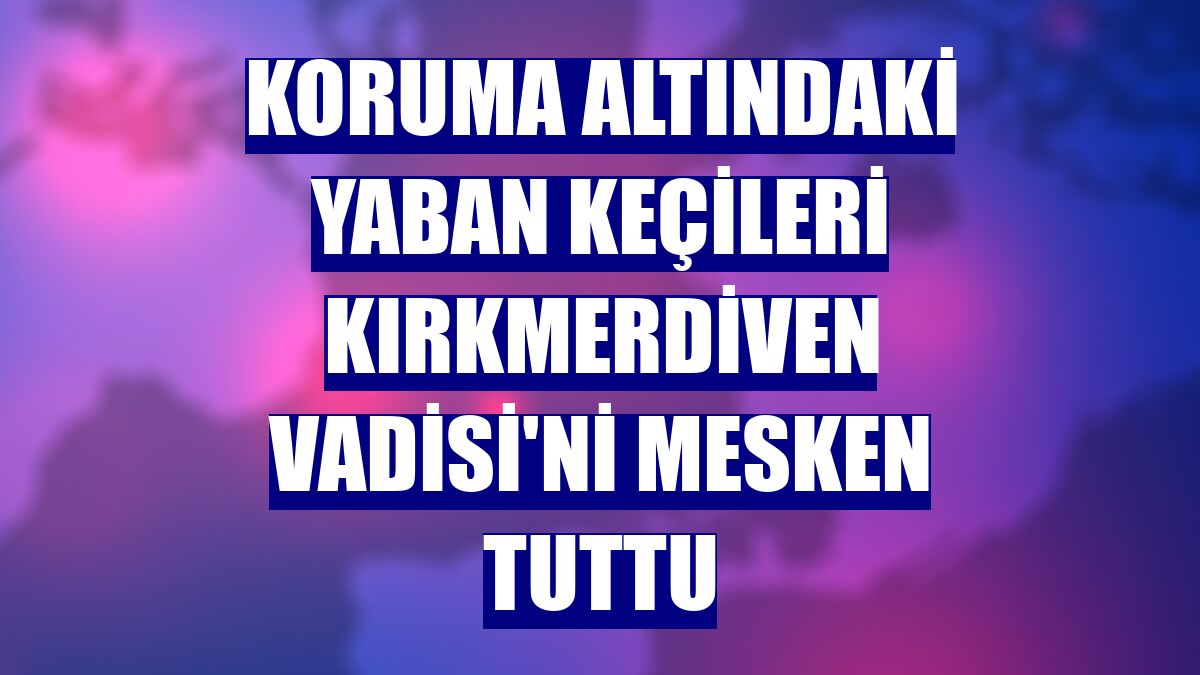 Koruma altındaki yaban keçileri Kırkmerdiven Vadisi'ni mesken tuttu