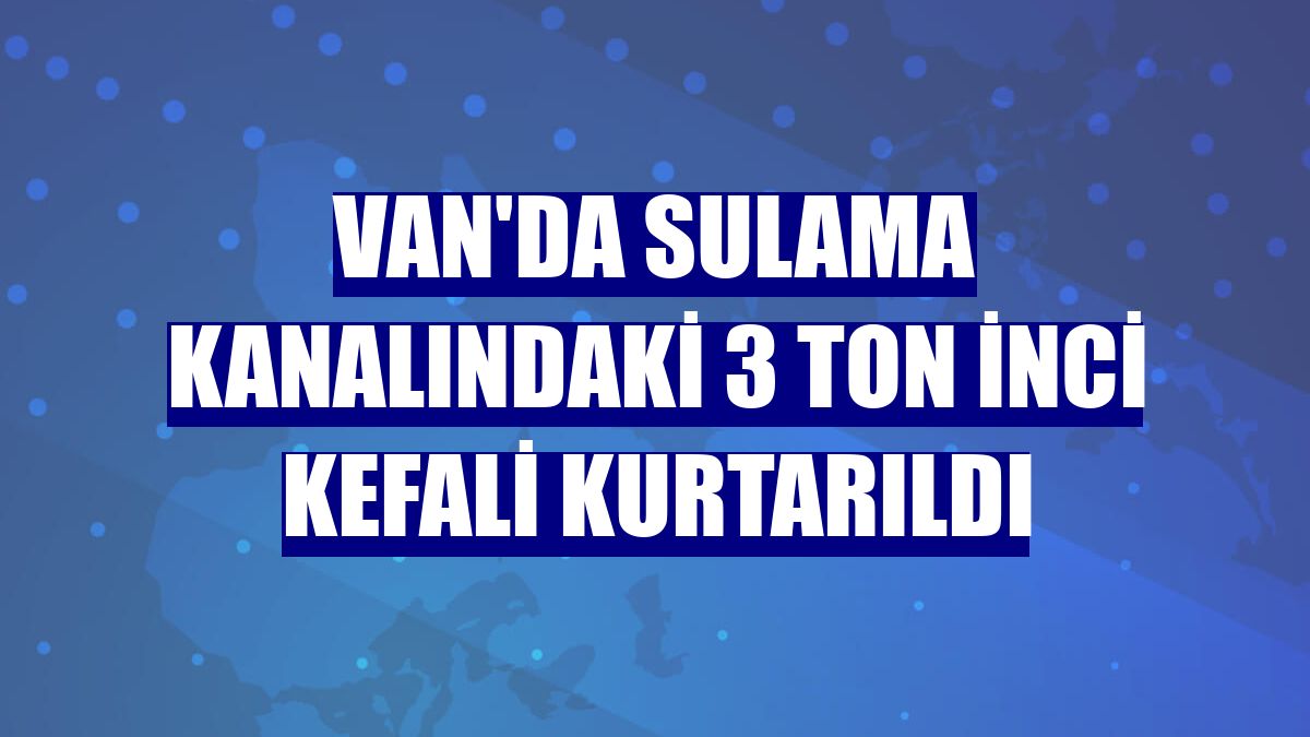 Van'da sulama kanalındaki 3 ton inci kefali kurtarıldı