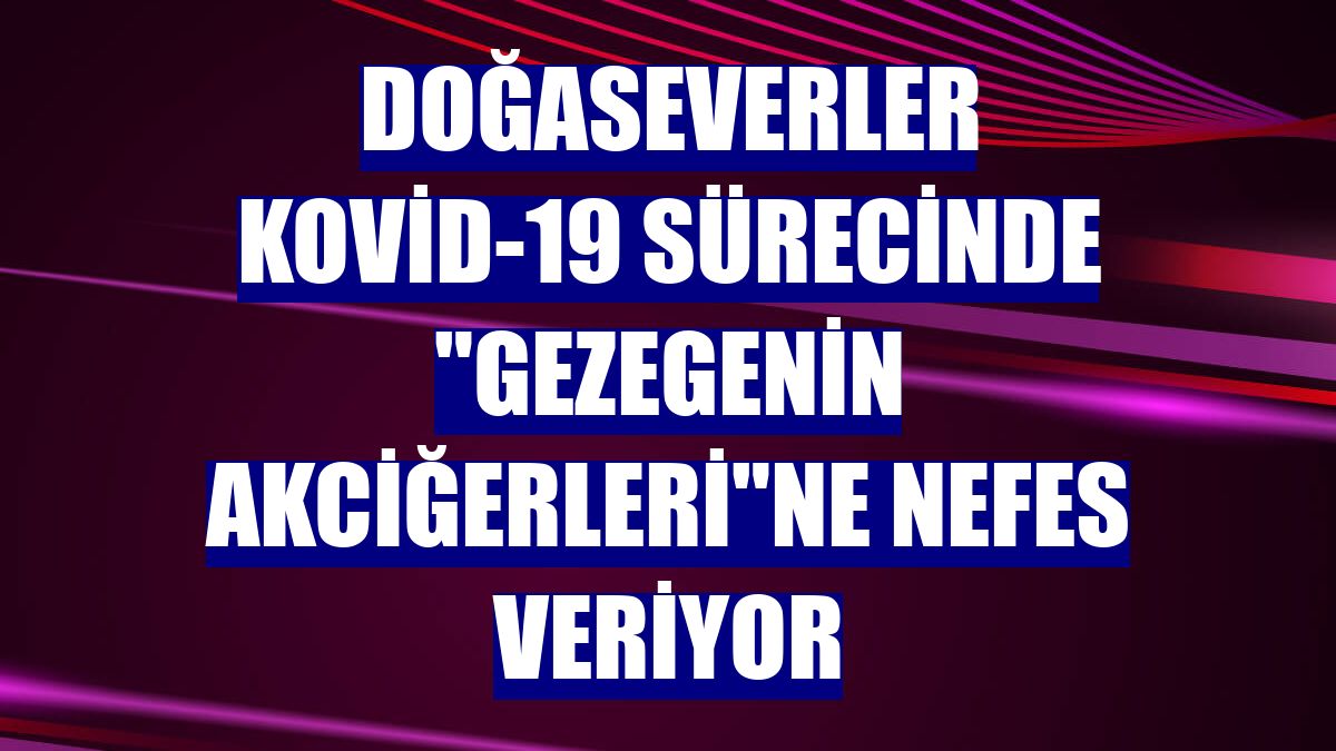 Doğaseverler Kovid-19 sürecinde "gezegenin akciğerleri"ne nefes veriyor