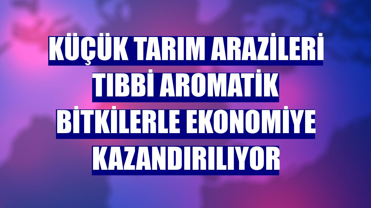 Küçük tarım arazileri tıbbi aromatik bitkilerle ekonomiye kazandırılıyor