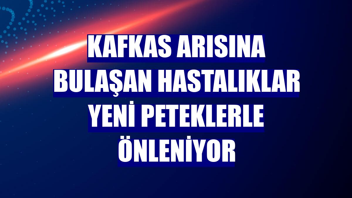 Kafkas arısına bulaşan hastalıklar yeni peteklerle önleniyor