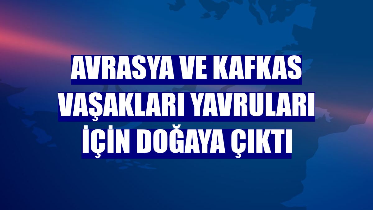 Avrasya ve Kafkas vaşakları yavruları için doğaya çıktı