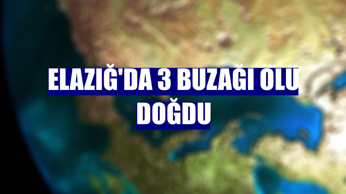 Elazığ'da 3 buzağı ölü doğdu