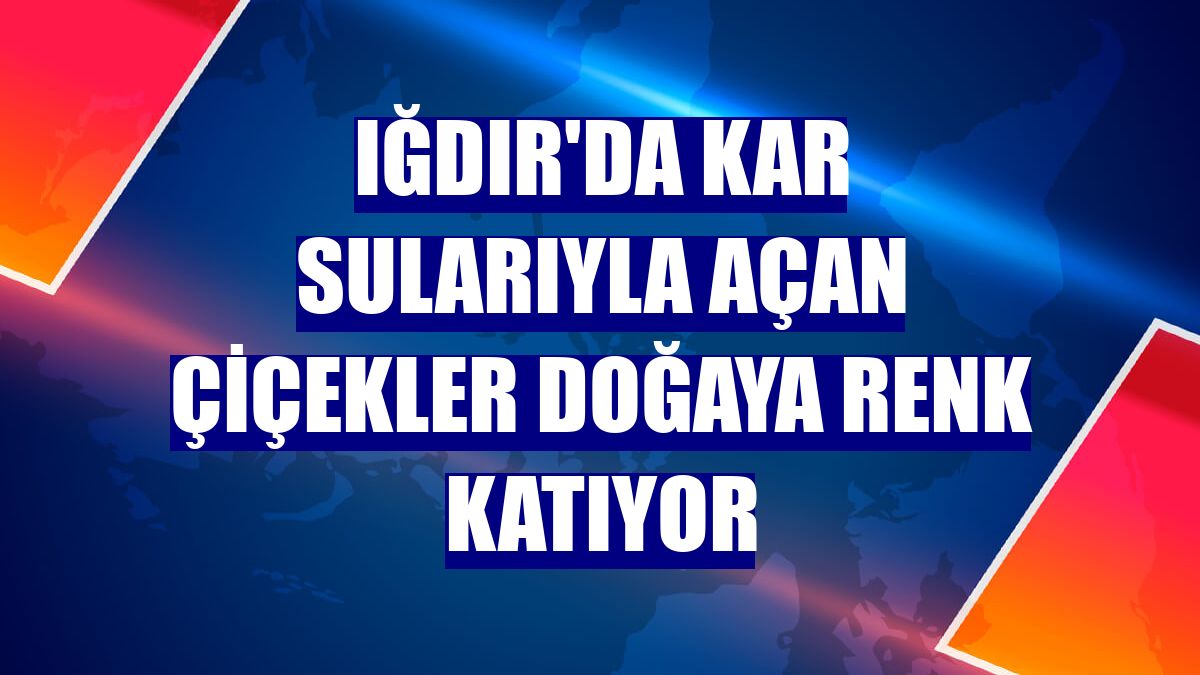 Iğdır'da kar sularıyla açan çiçekler doğaya renk katıyor