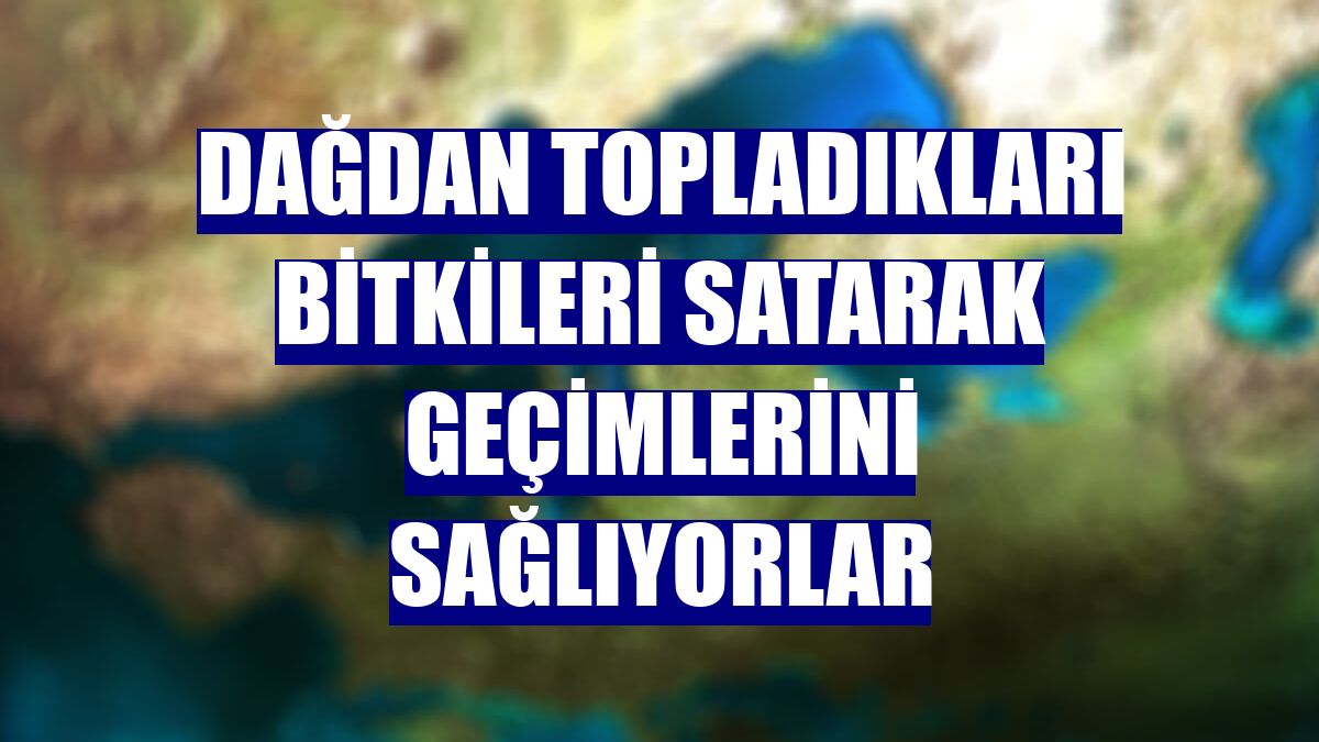 Dağdan topladıkları bitkileri satarak geçimlerini sağlıyorlar
