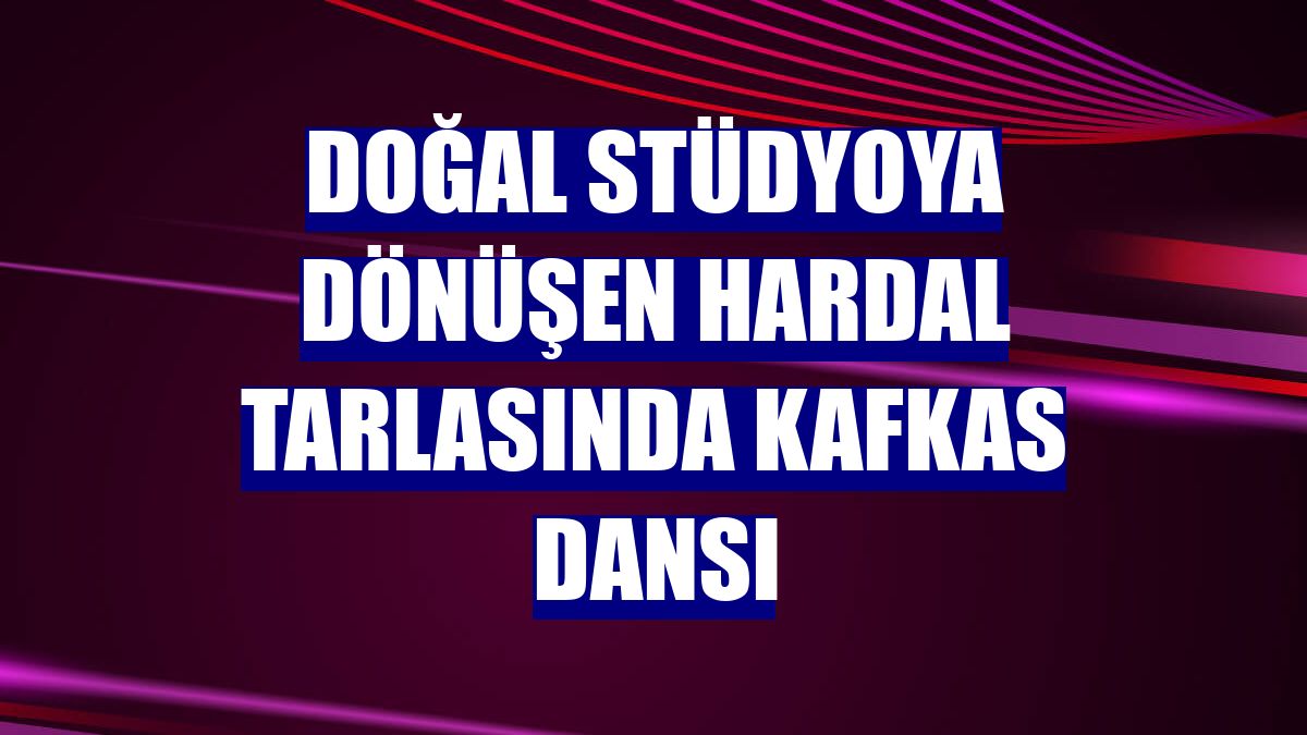 Doğal stüdyoya dönüşen hardal tarlasında Kafkas dansı