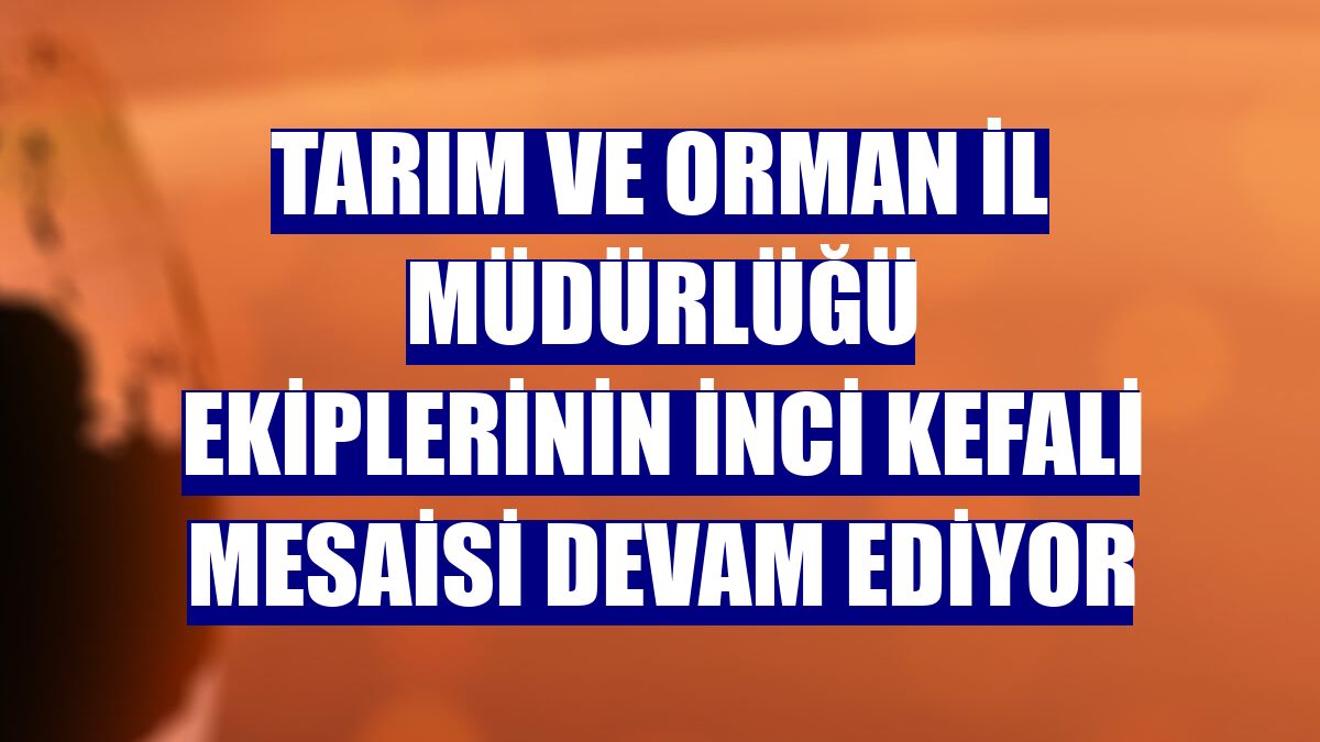 Tarım ve Orman İl Müdürlüğü ekiplerinin inci kefali mesaisi devam ediyor