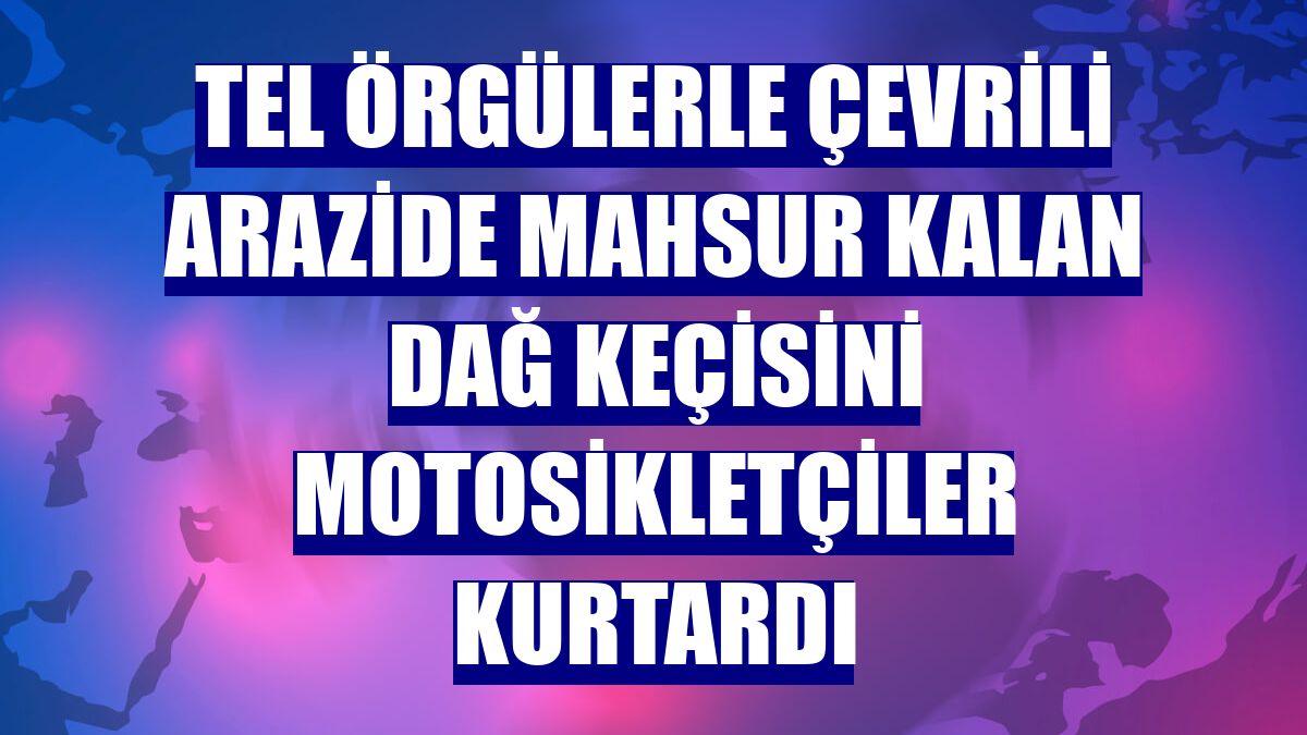 Tel örgülerle çevrili arazide mahsur kalan dağ keçisini motosikletçiler kurtardı