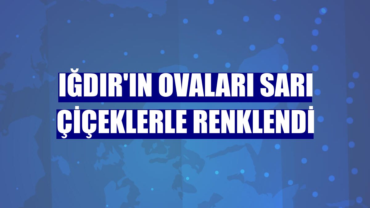 Iğdır'ın ovaları sarı çiçeklerle renklendi