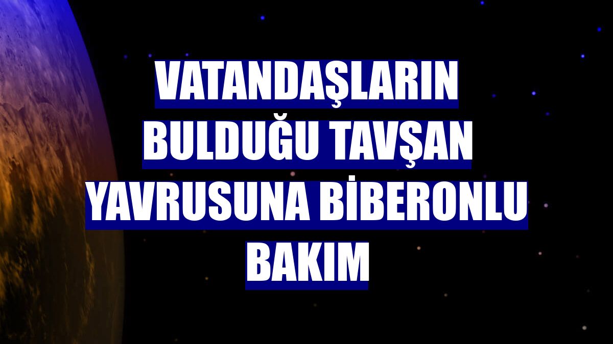 Vatandaşların bulduğu tavşan yavrusuna biberonlu bakım
