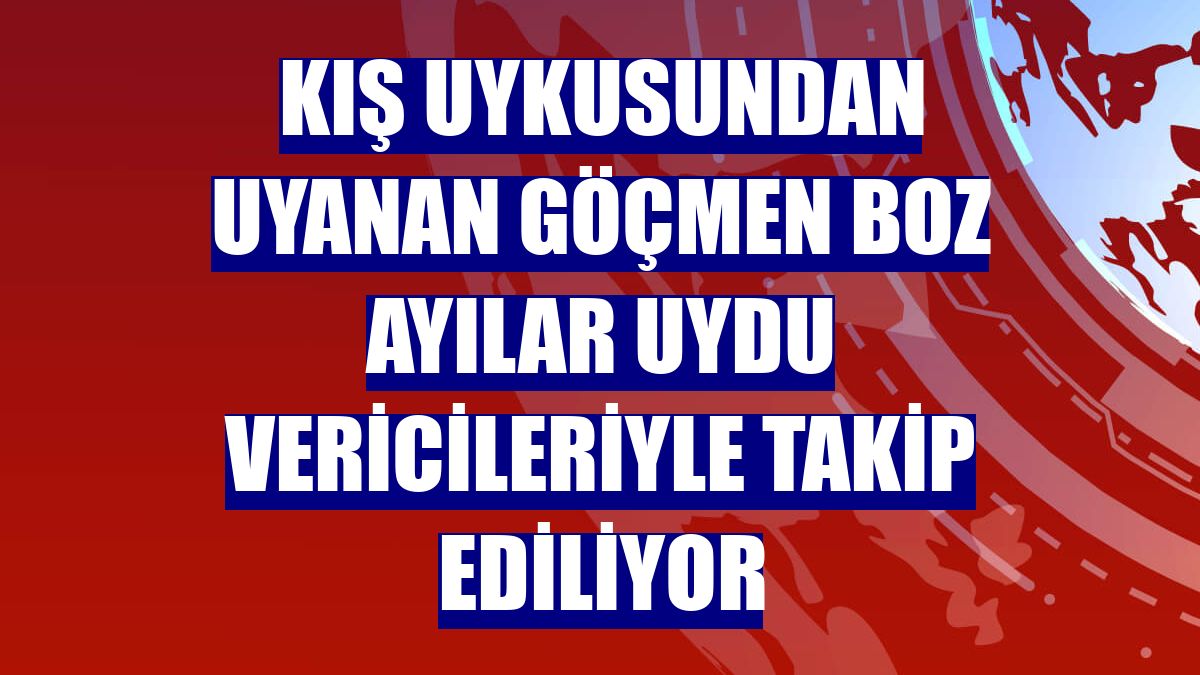 Kış uykusundan uyanan göçmen boz ayılar uydu vericileriyle takip ediliyor