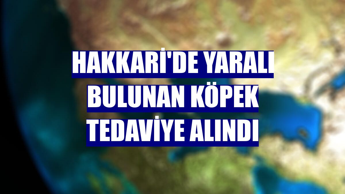 Hakkari'de yaralı bulunan köpek tedaviye alındı