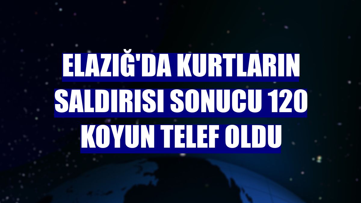 Elazığ'da kurtların saldırısı sonucu 120 koyun telef oldu