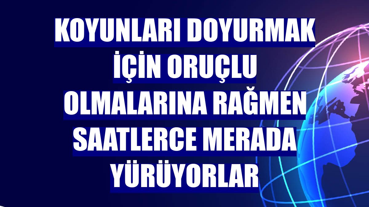 Koyunları doyurmak için oruçlu olmalarına rağmen saatlerce merada yürüyorlar