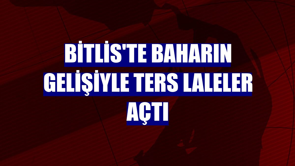 Bitlis'te baharın gelişiyle ters laleler açtı