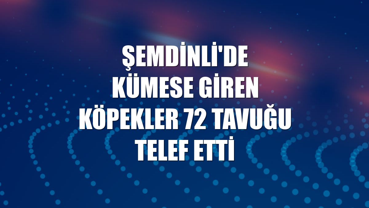 Şemdinli'de kümese giren köpekler 72 tavuğu telef etti