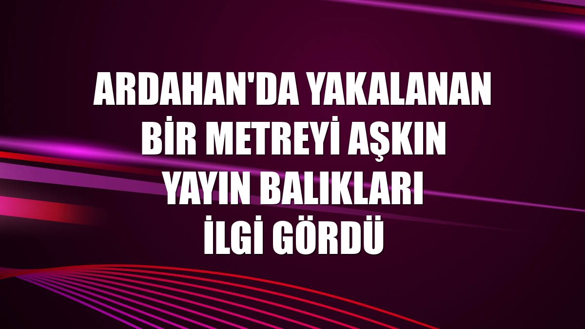 Ardahan'da yakalanan bir metreyi aşkın yayın balıkları ilgi gördü