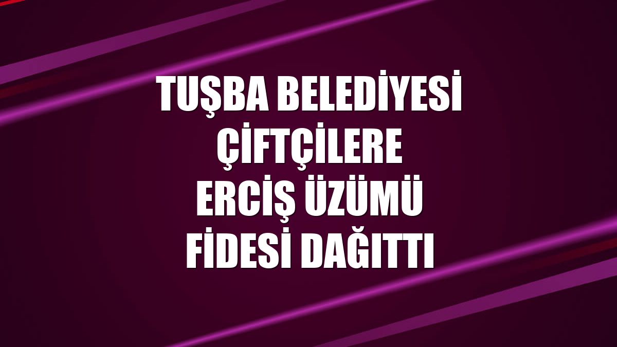 Tuşba Belediyesi çiftçilere Erciş üzümü fidesi dağıttı