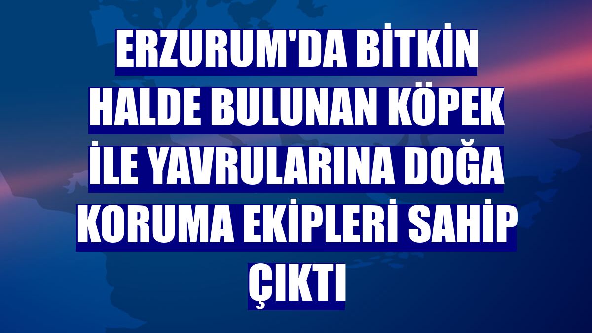 Erzurum'da bitkin halde bulunan köpek ile yavrularına doğa koruma ekipleri sahip çıktı