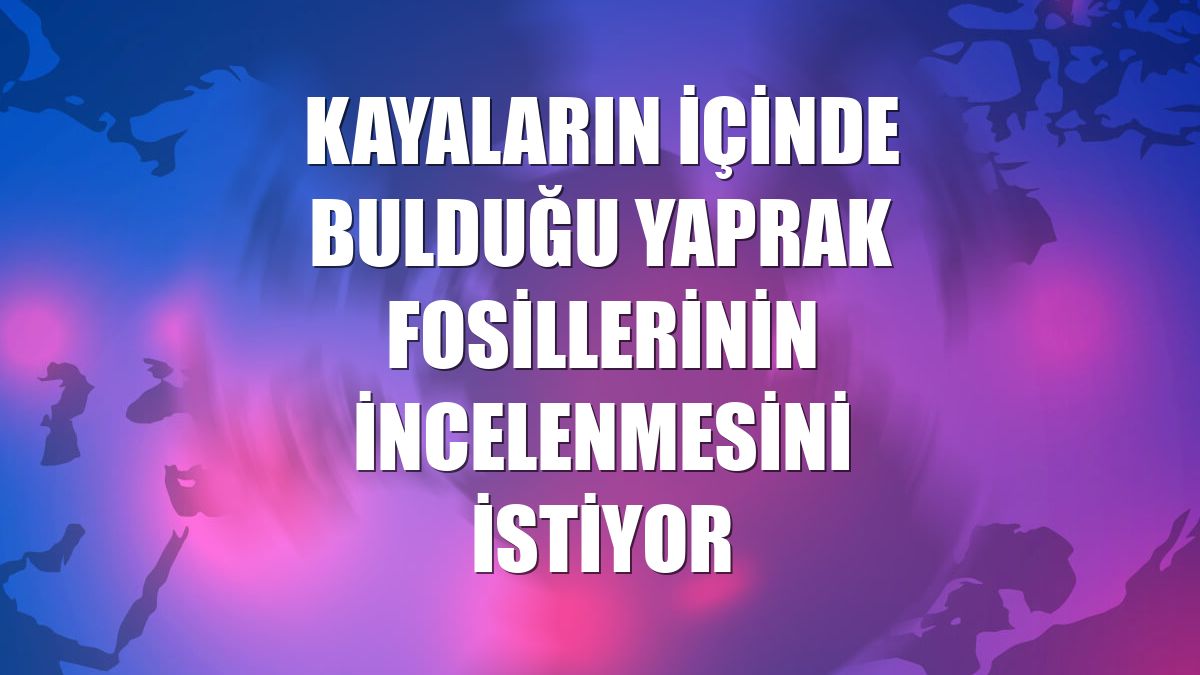 Kayaların içinde bulduğu yaprak fosillerinin incelenmesini istiyor