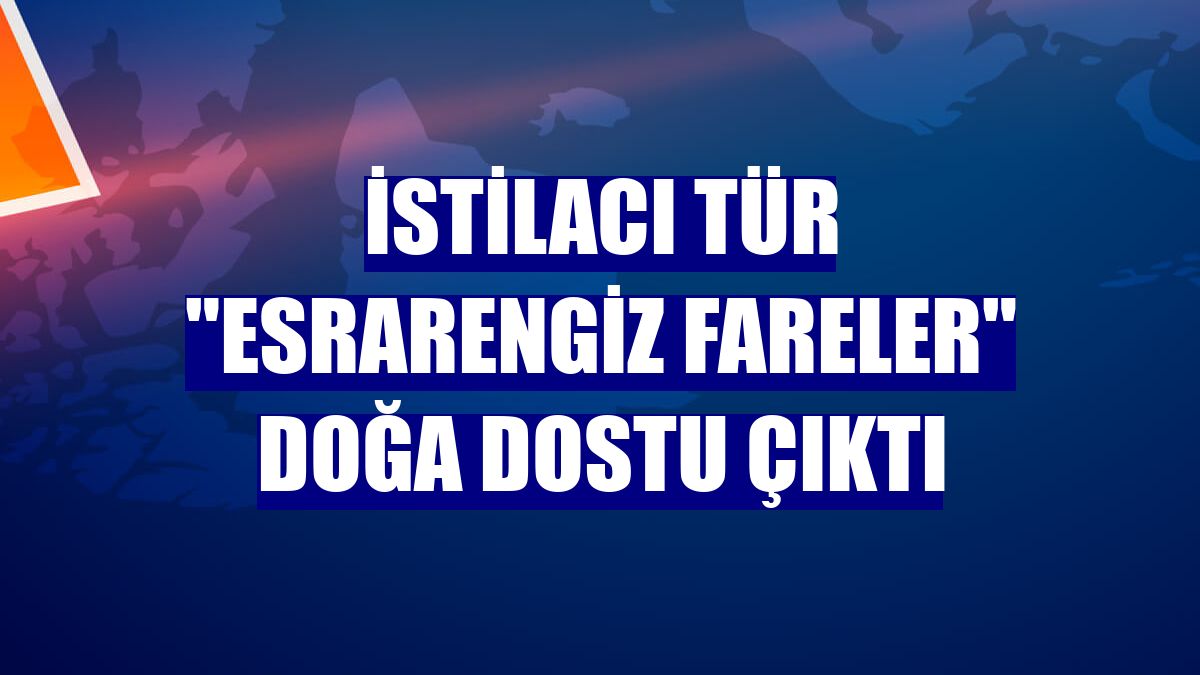 İstilacı tür "esrarengiz fareler" doğa dostu çıktı