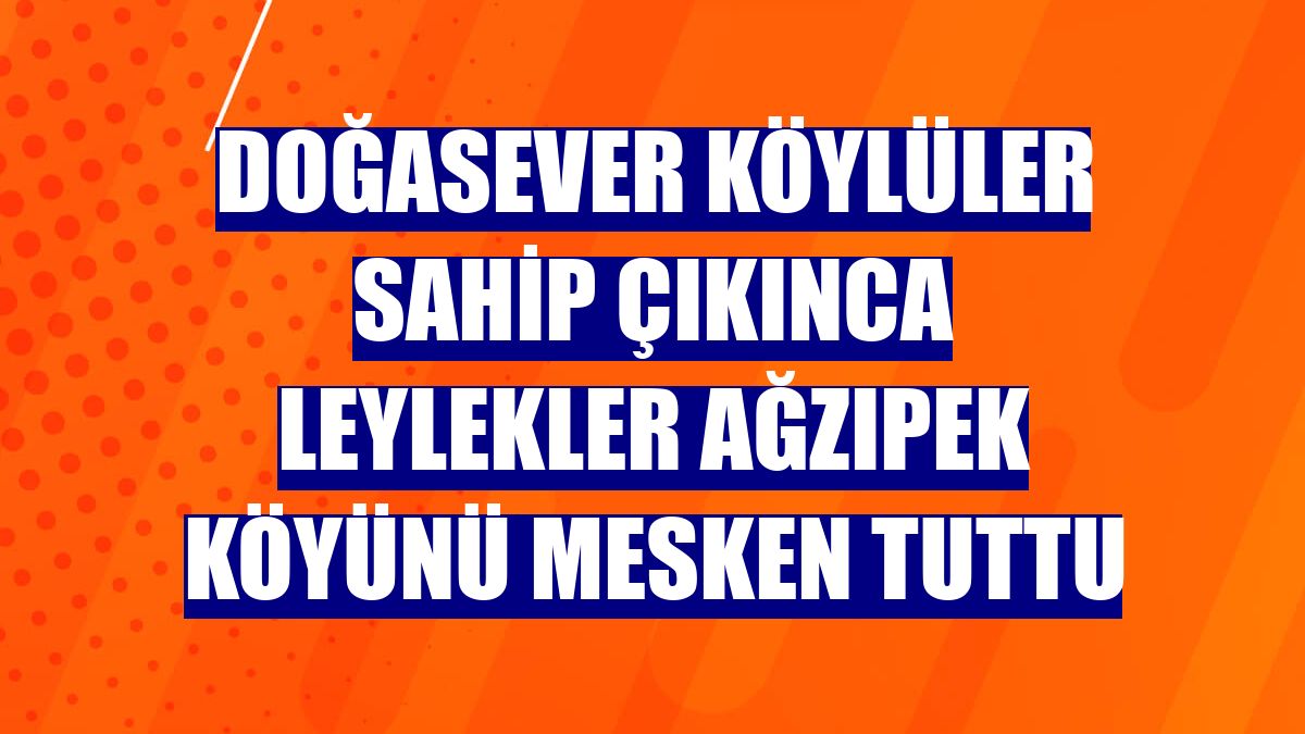 Doğasever köylüler sahip çıkınca leylekler Ağzıpek köyünü mesken tuttu