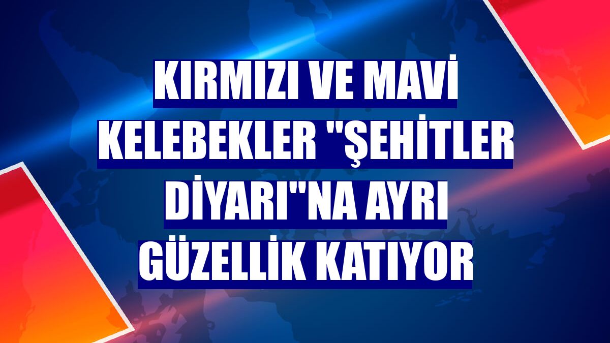 Kırmızı ve mavi kelebekler "şehitler diyarı"na ayrı güzellik katıyor