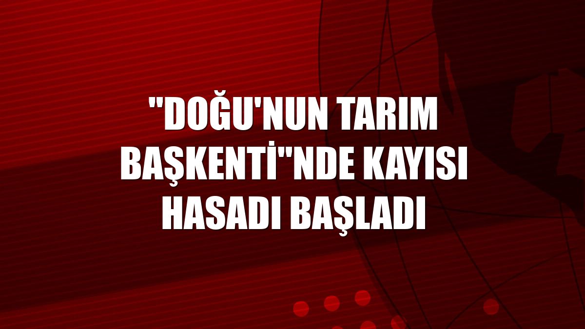 "Doğu'nun tarım başkenti"nde kayısı hasadı başladı