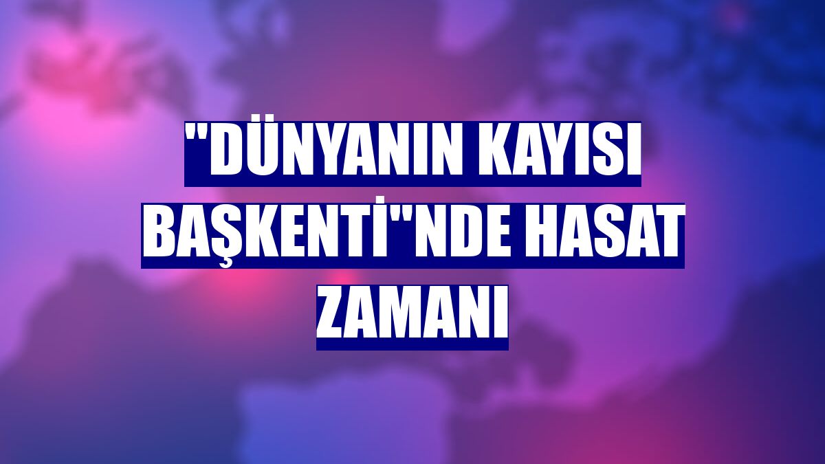 "Dünyanın kayısı başkenti"nde hasat zamanı