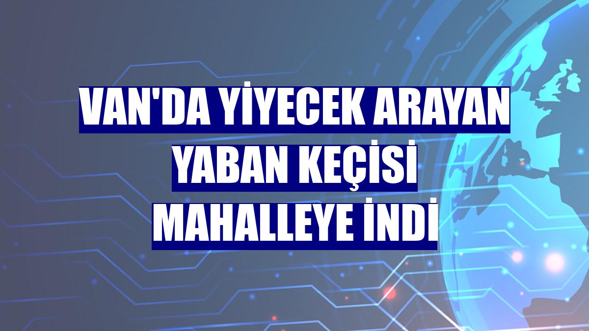 Van'da yiyecek arayan yaban keçisi mahalleye indi
