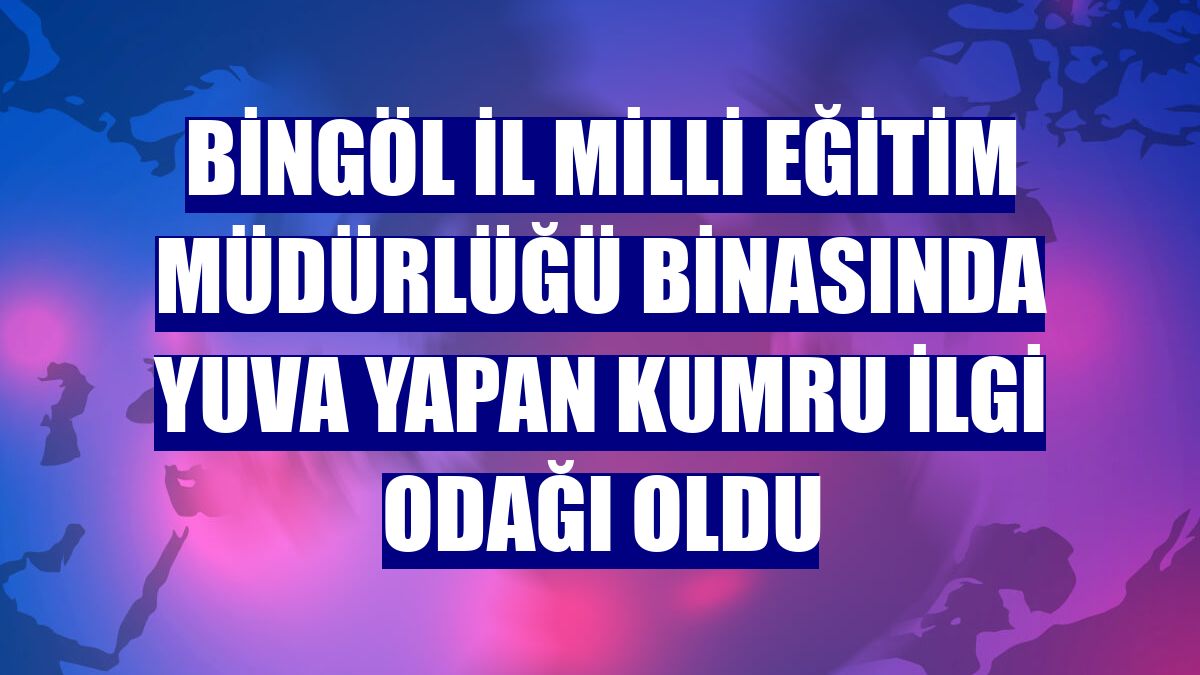 Bingöl İl Milli Eğitim Müdürlüğü binasında yuva yapan kumru ilgi odağı oldu