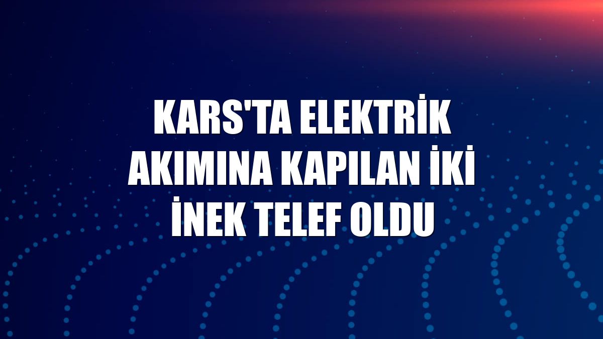 Kars'ta elektrik akımına kapılan iki inek telef oldu