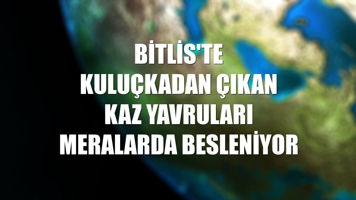 Bitlis'te kuluçkadan çıkan kaz yavruları meralarda besleniyor