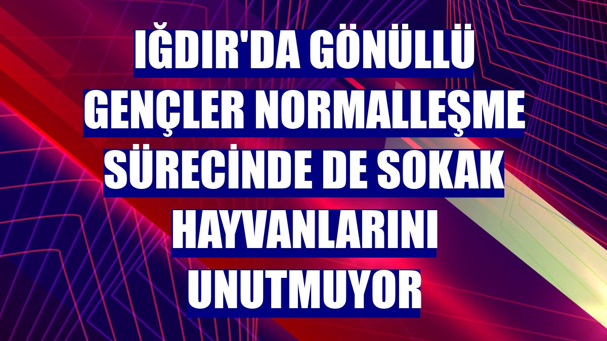Iğdır'da gönüllü gençler normalleşme sürecinde de sokak hayvanlarını unutmuyor
