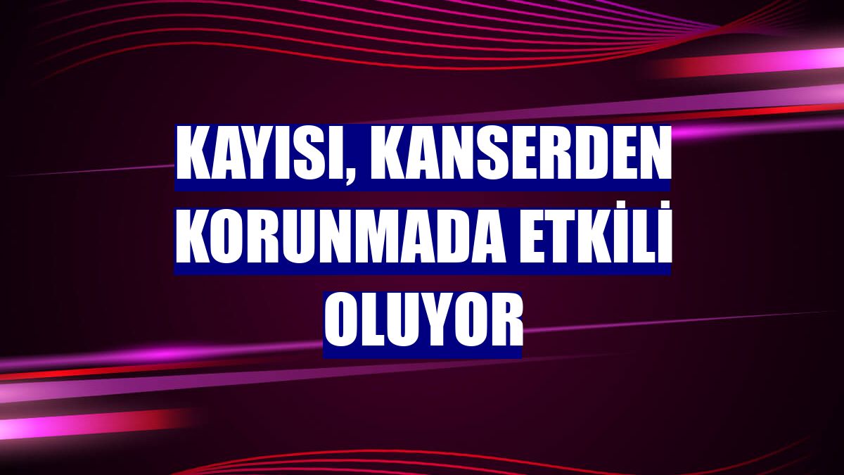 Kayısı, kanserden korunmada etkili oluyor