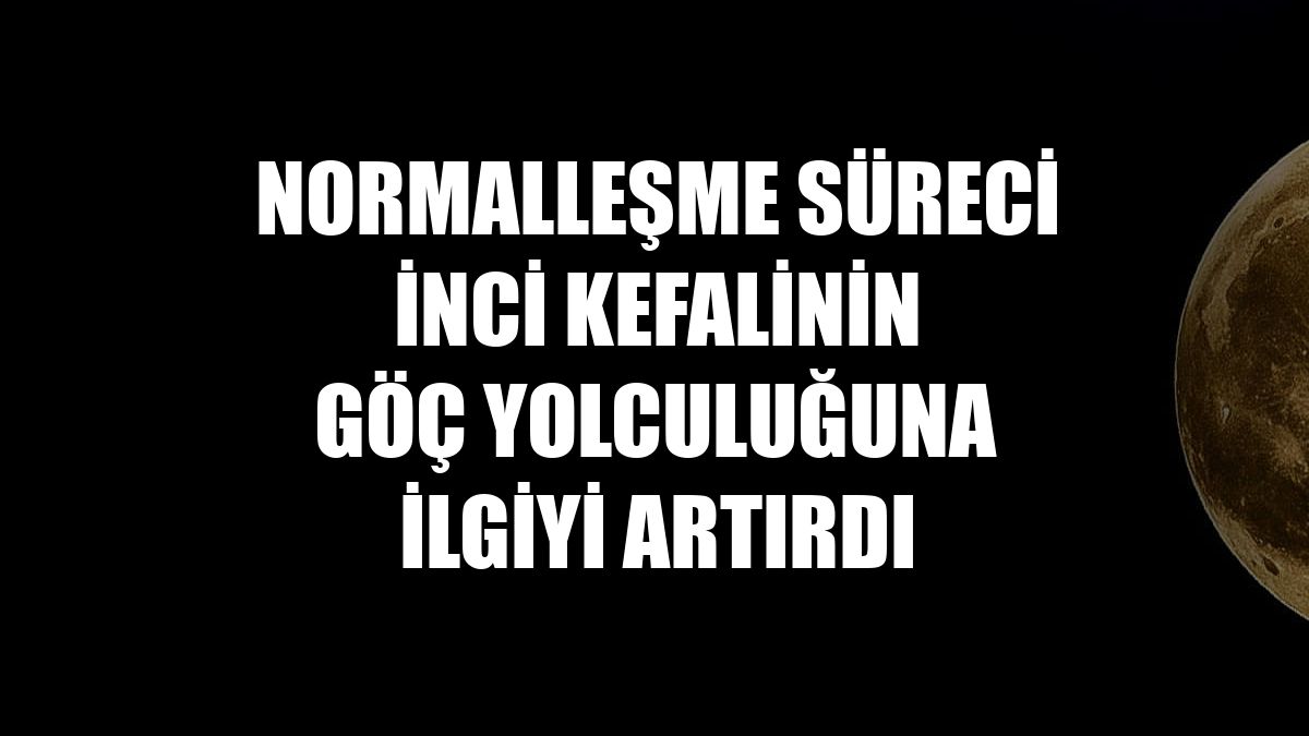 Normalleşme süreci inci kefalinin göç yolculuğuna ilgiyi artırdı