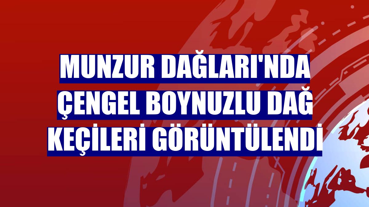 Munzur Dağları'nda çengel boynuzlu dağ keçileri görüntülendi