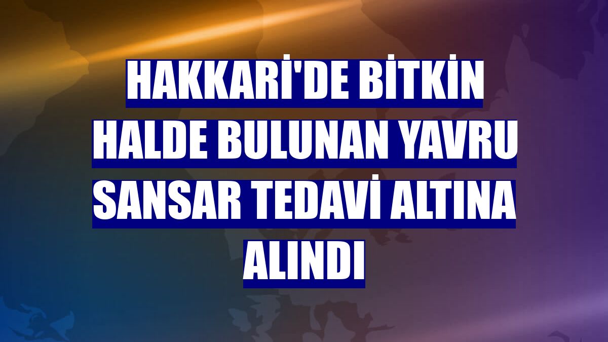 Hakkari'de bitkin halde bulunan yavru sansar tedavi altına alındı