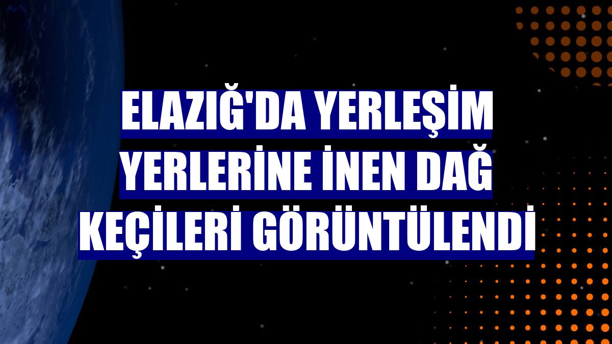 Elazığ'da yerleşim yerlerine inen dağ keçileri görüntülendi