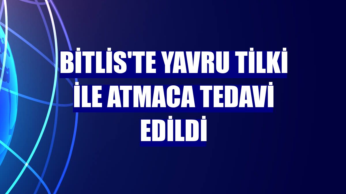 Bitlis'te yavru tilki ile atmaca tedavi edildi