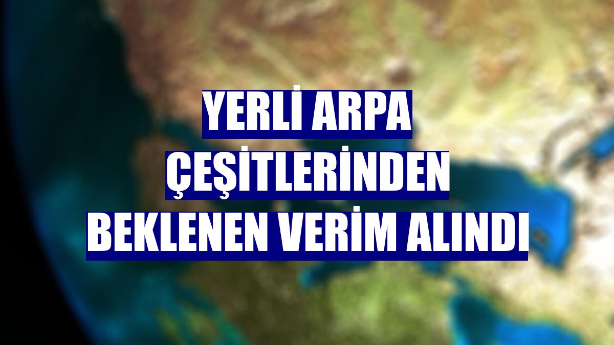 Yerli arpa çeşitlerinden beklenen verim alındı
