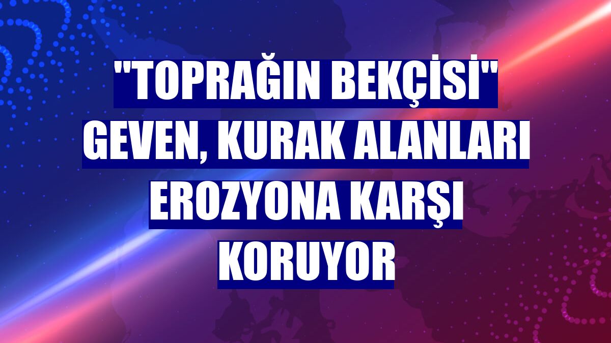 "Toprağın bekçisi" geven, kurak alanları erozyona karşı koruyor