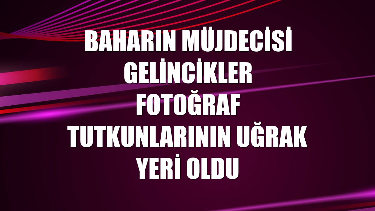 Baharın müjdecisi gelincikler fotoğraf tutkunlarının uğrak yeri oldu