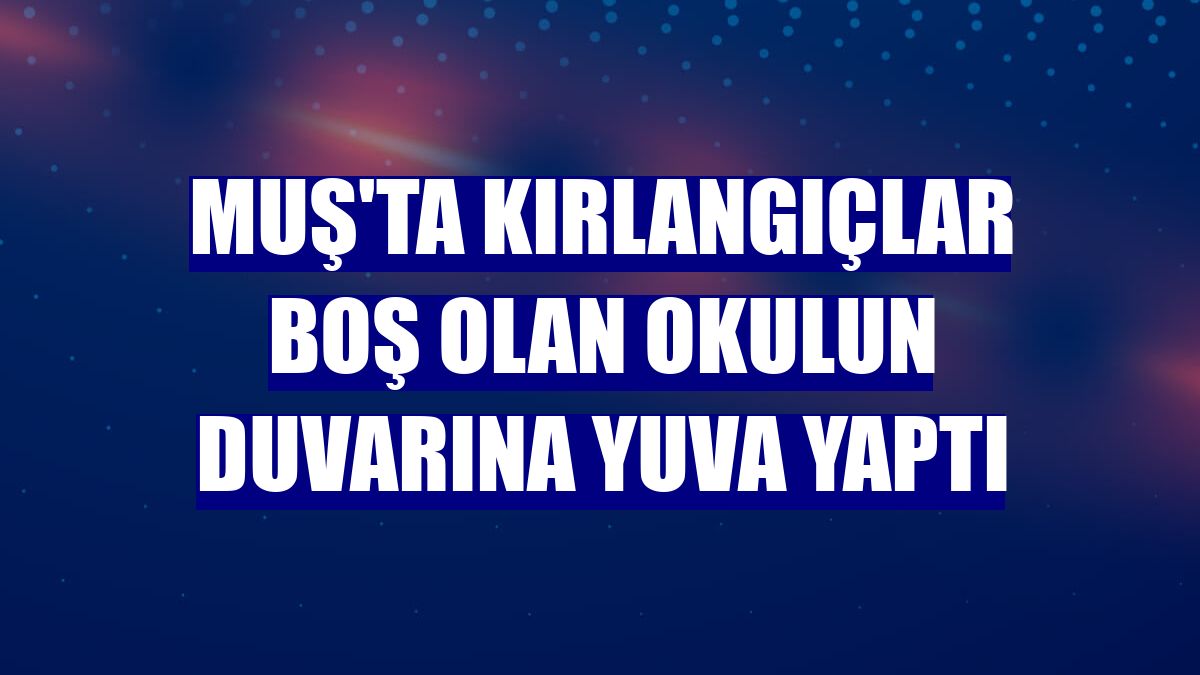 Muş'ta kırlangıçlar boş olan okulun duvarına yuva yaptı