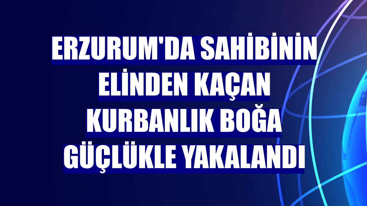 Erzurum'da sahibinin elinden kaçan kurbanlık boğa güçlükle yakalandı