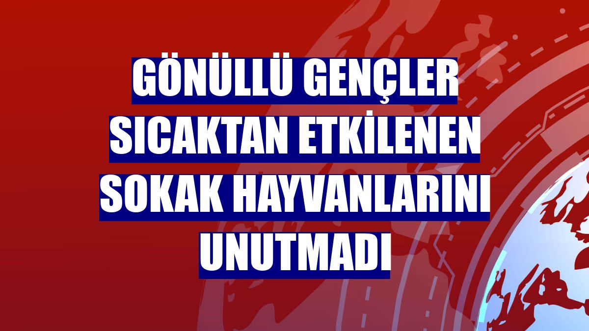 Gönüllü gençler sıcaktan etkilenen sokak hayvanlarını unutmadı