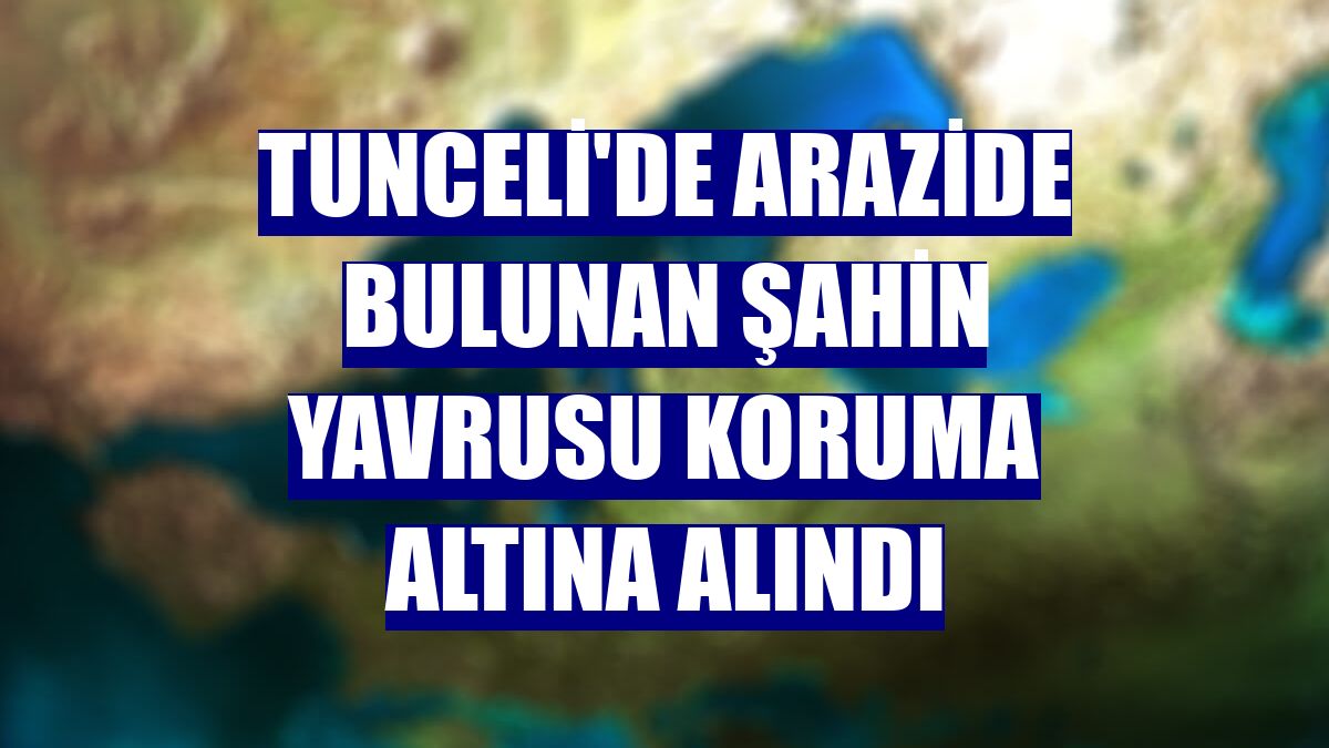 Tunceli'de arazide bulunan şahin yavrusu koruma altına alındı