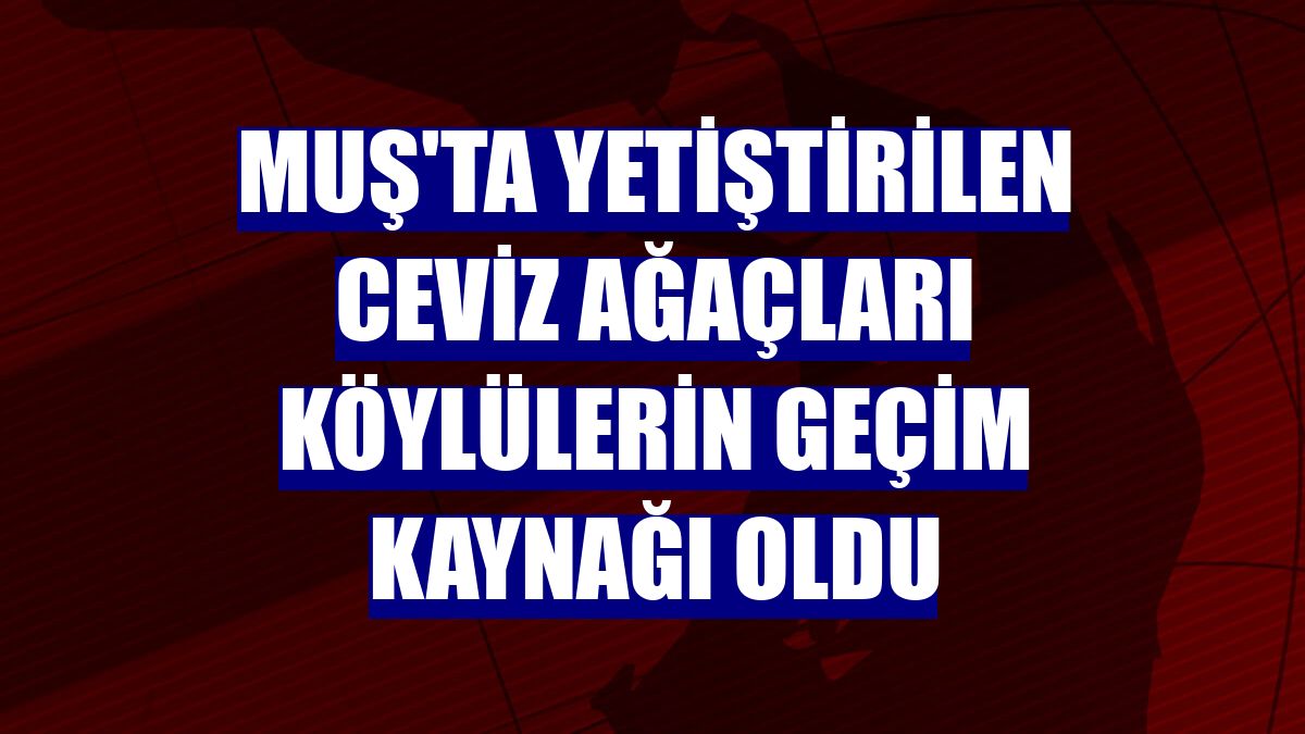Muş'ta yetiştirilen ceviz ağaçları köylülerin geçim kaynağı oldu